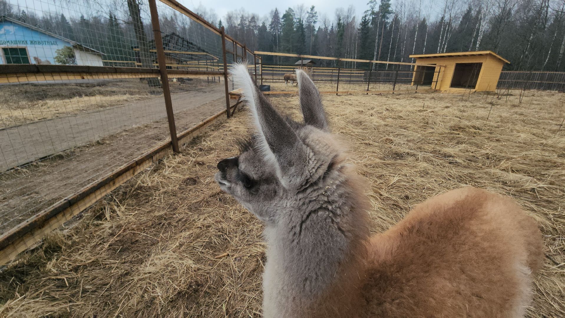 лосиный остров, мытищи, лама,