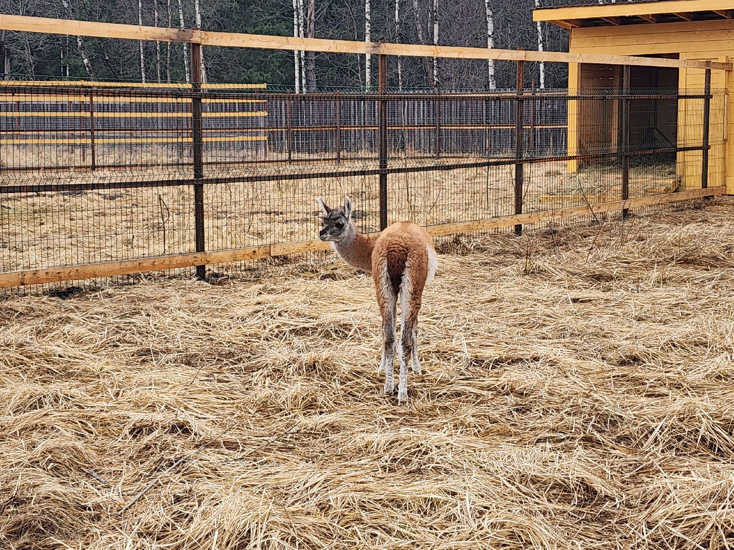 лосиный остров, мытищи, лама,