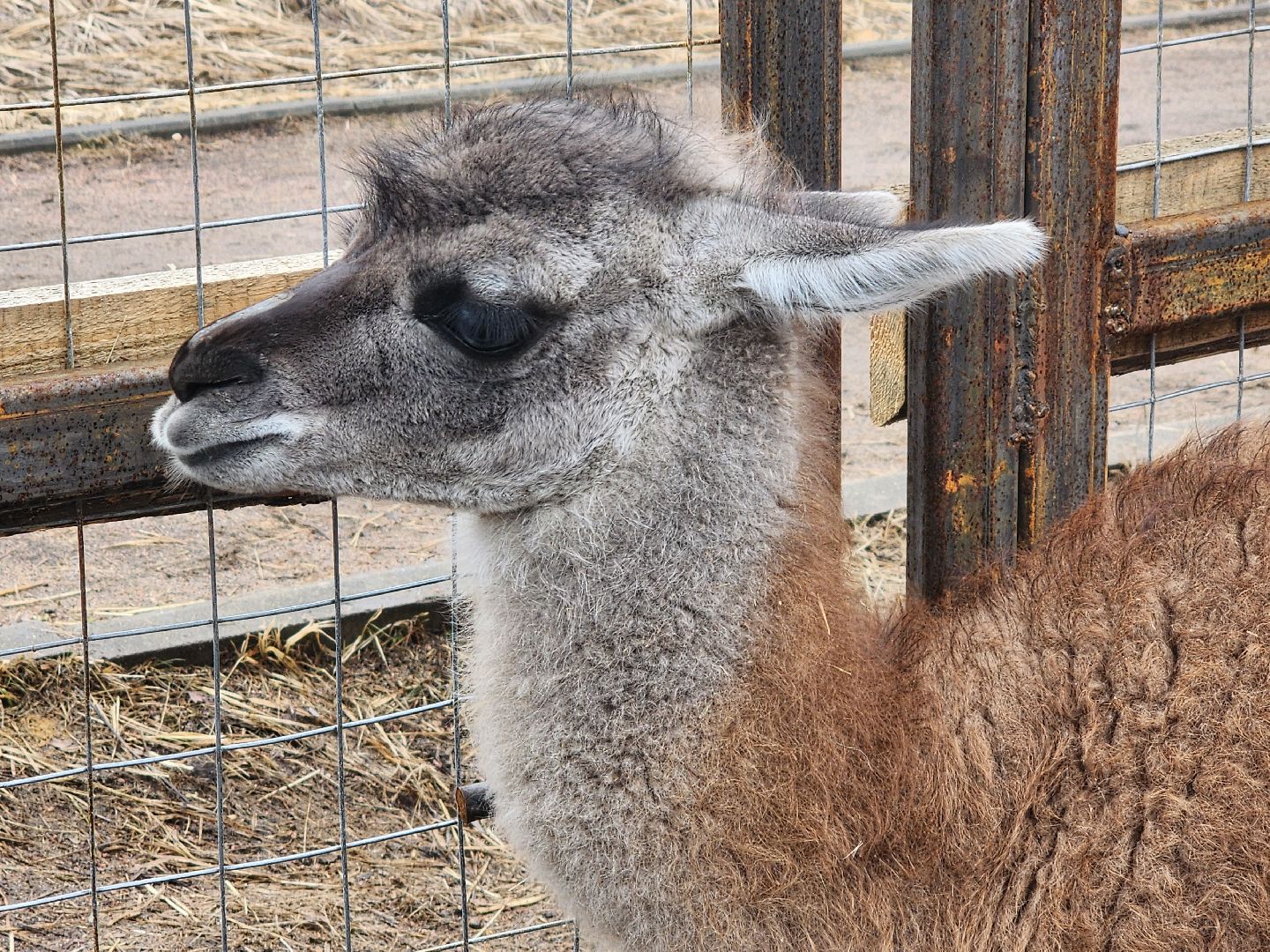 лосиный остров, мытищи, лама,