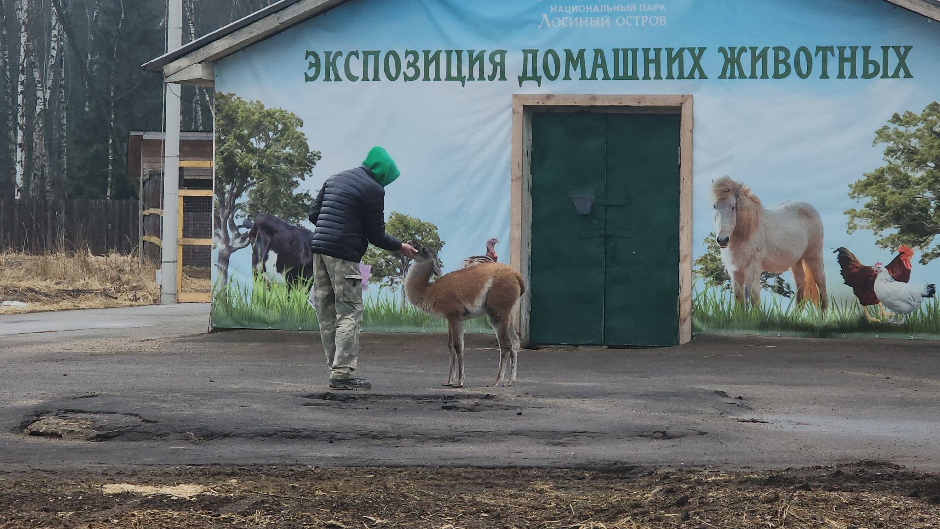 лосиный остров, мытищи, лама,