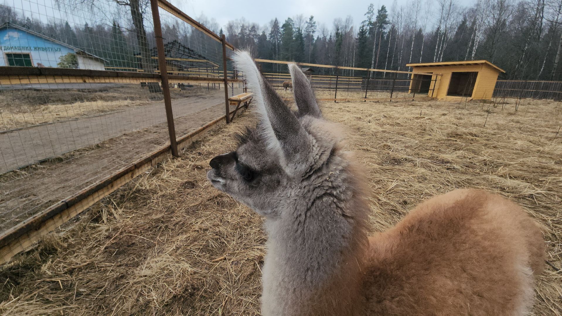 лосиный остров, мытищи, лама,
