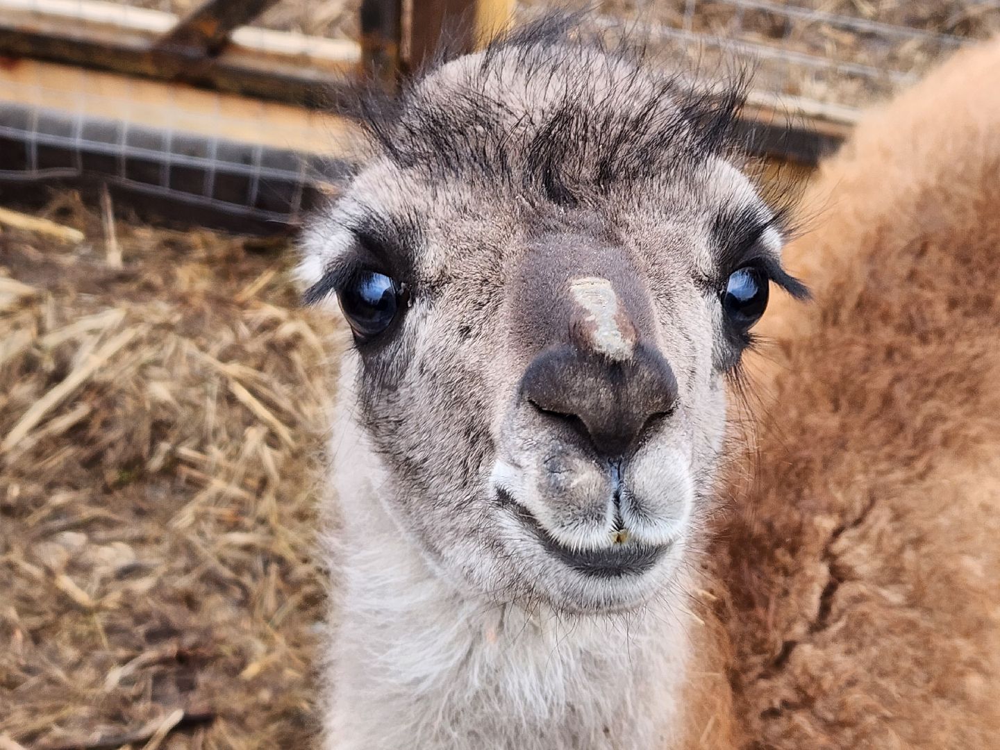 лосиный остров, мытищи, лама,