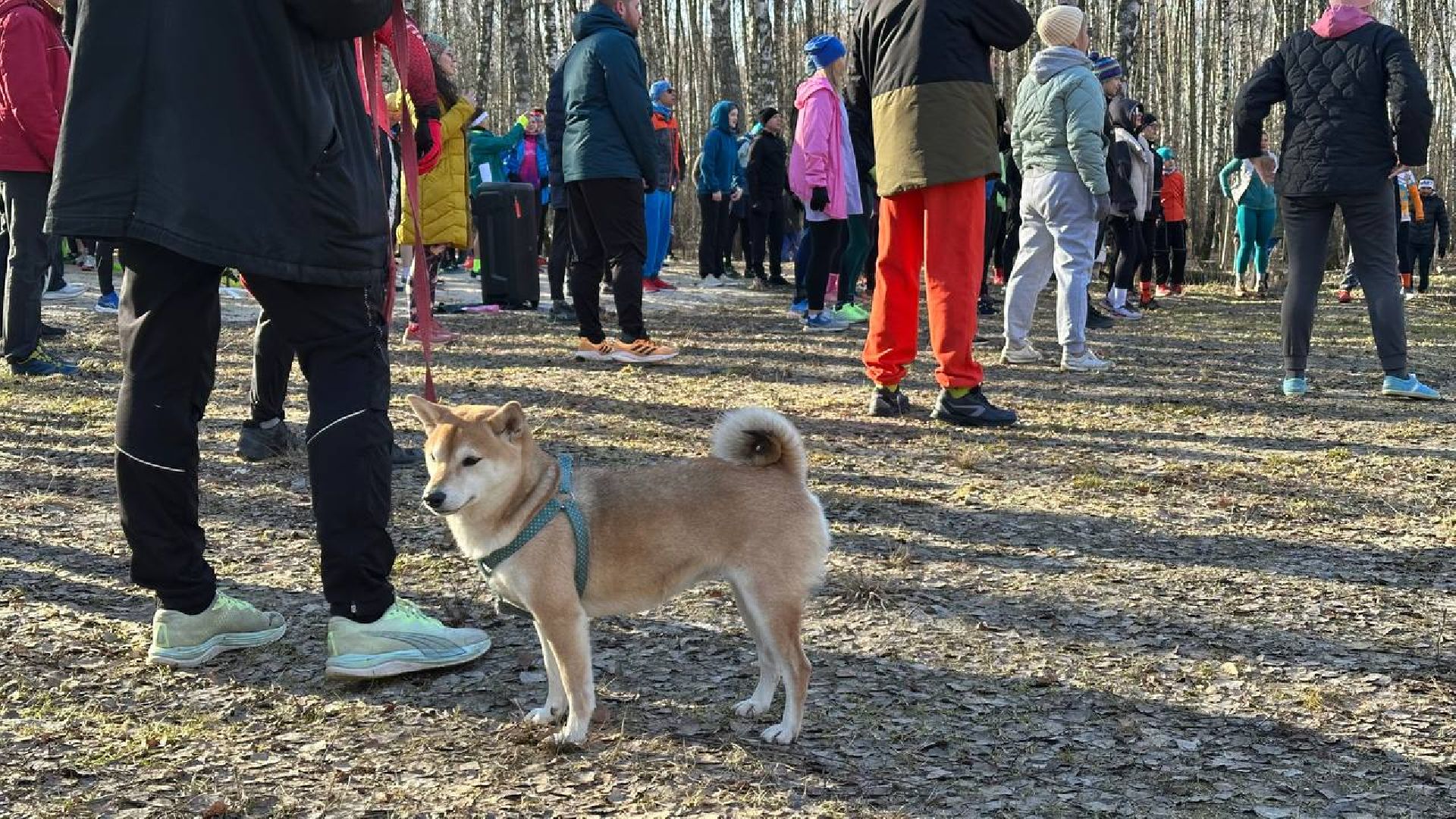 5 верст, спорт, домодедово,