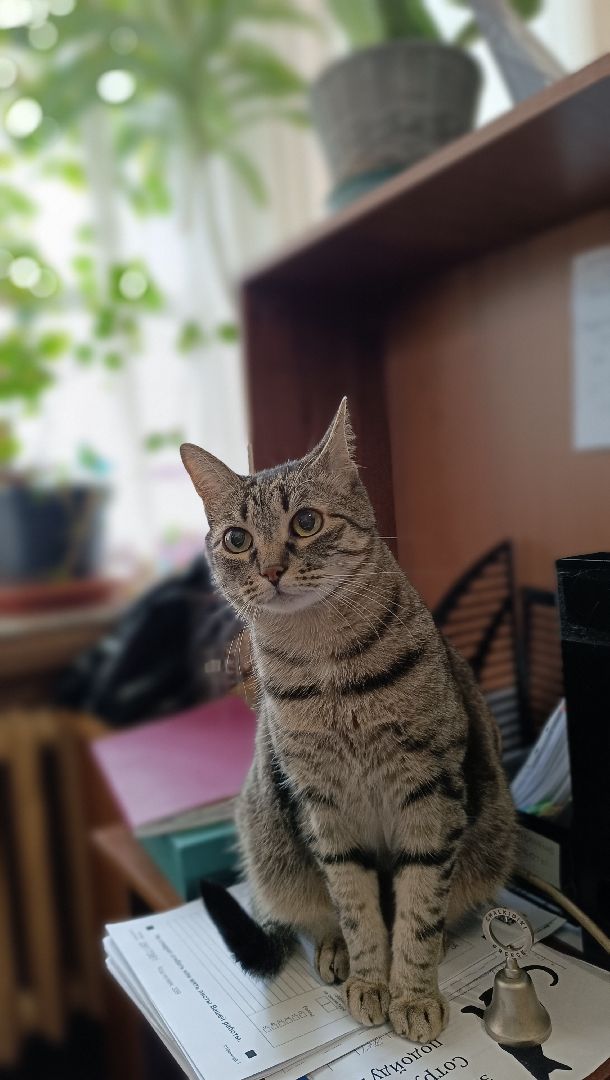 лобня, сельское хозяйство, наука, фотография,