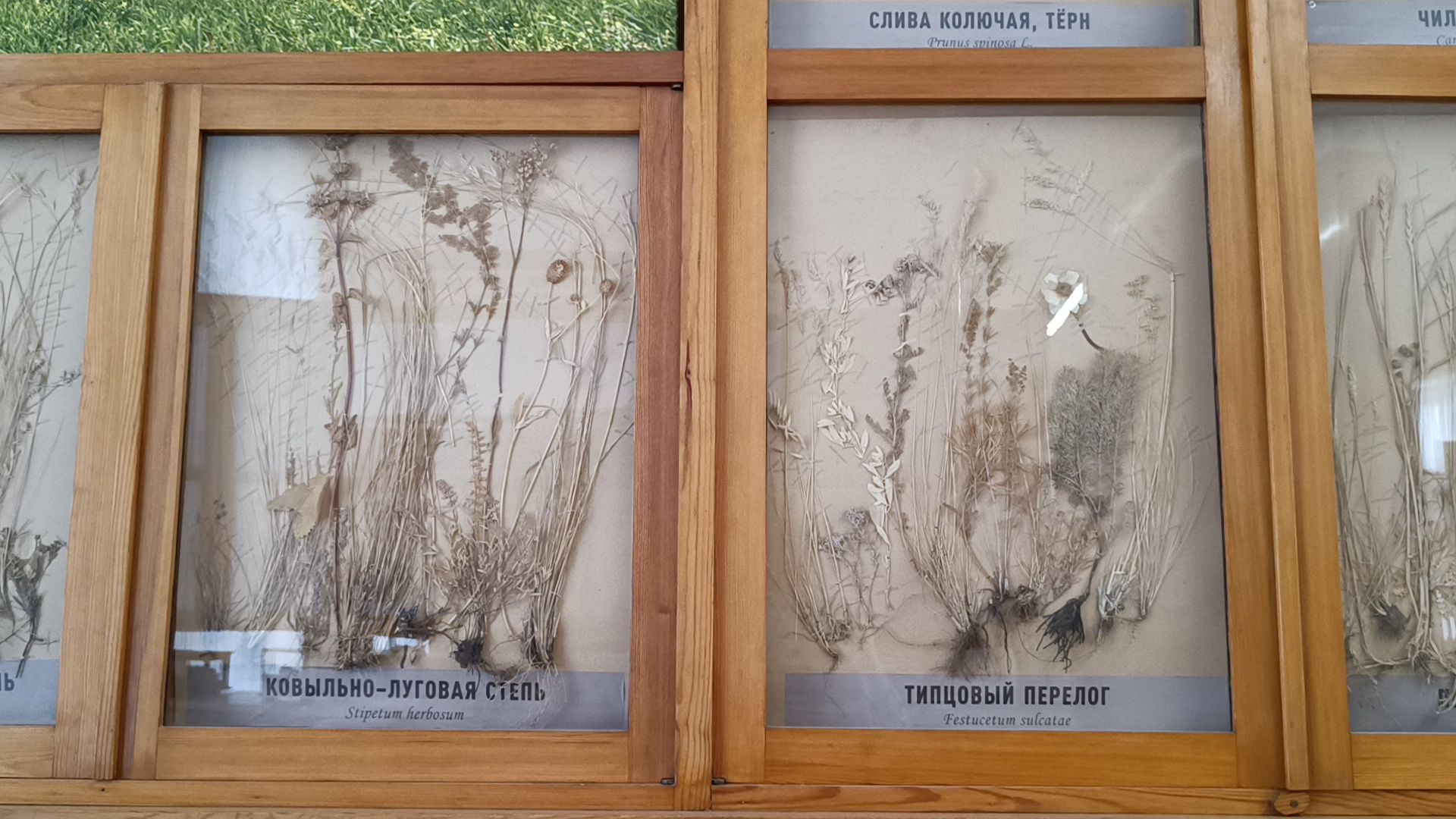 лобня, сельское хозяйство, наука, фотография,