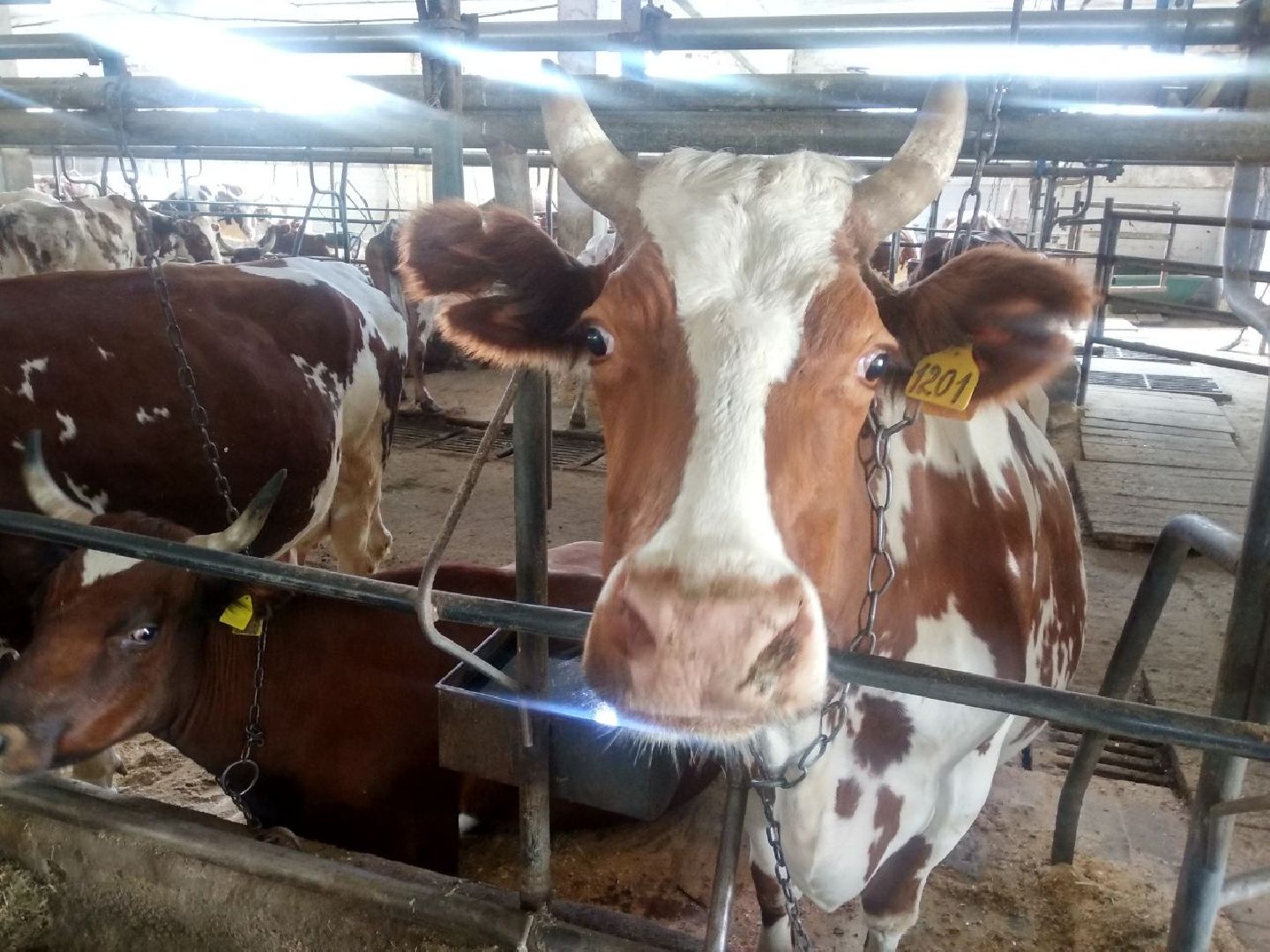 Дмитров, Мосагрофуд, Минсельхоз МО