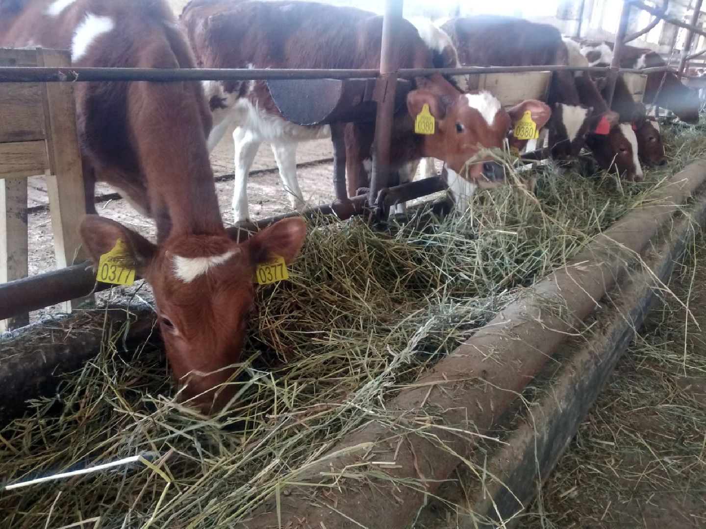 Дмитров, Мосагрофуд, Минсельхоз МО