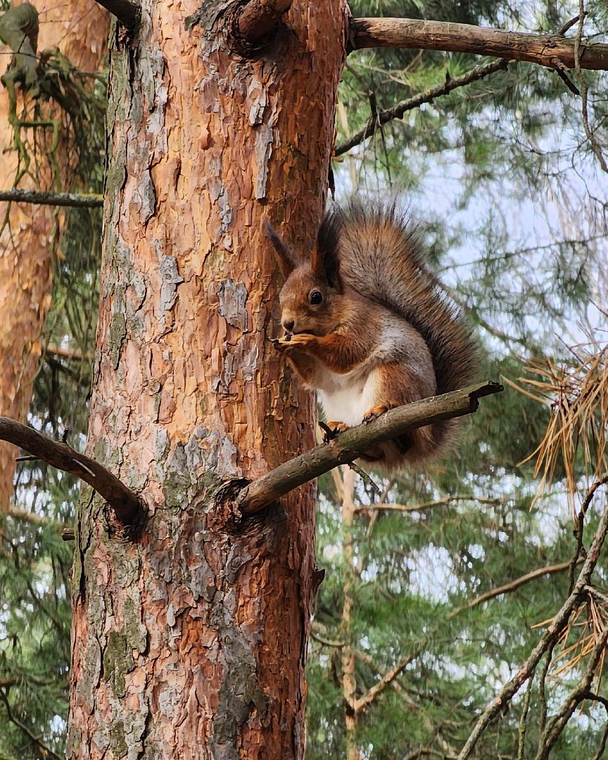 лес, белки, природа, Старая Купавна, Богородский городской округ,
