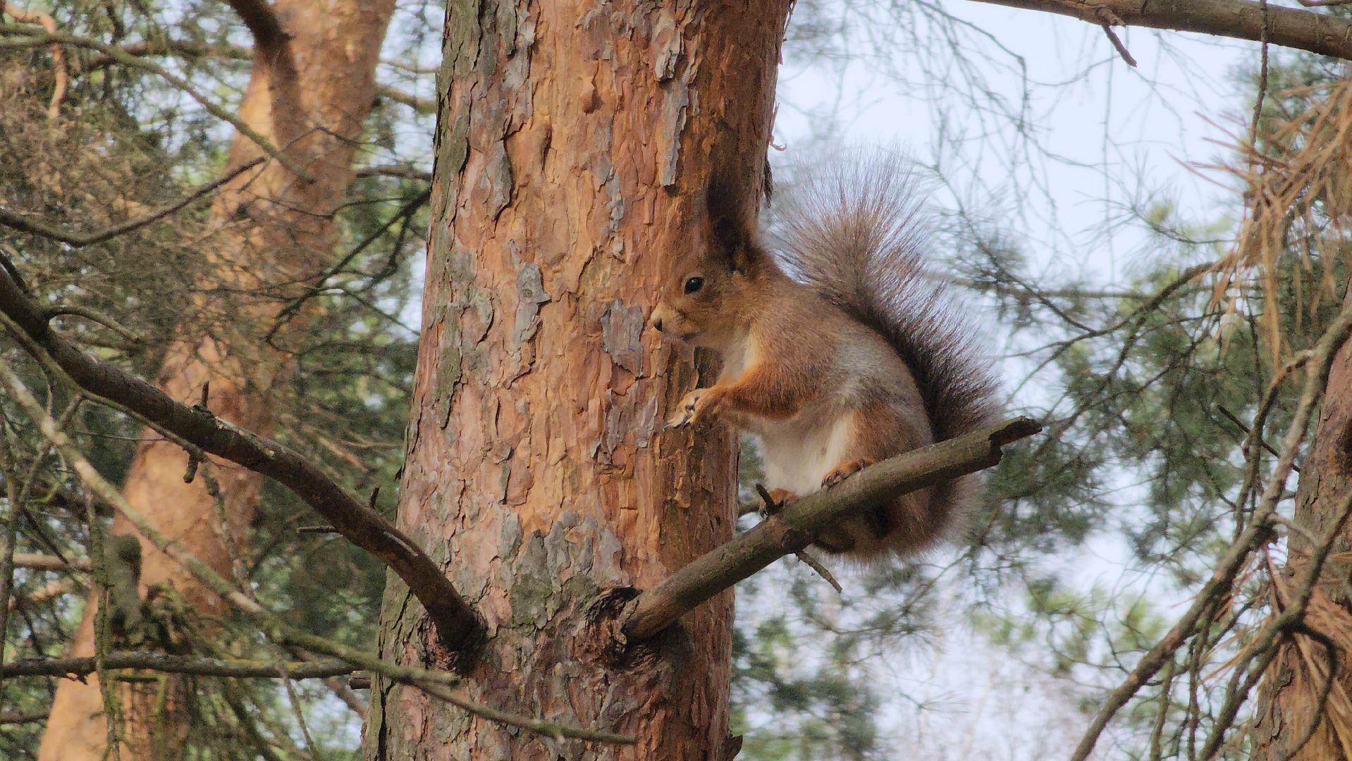 лес, белки, природа, Старая Купавна, Богородский городской округ,