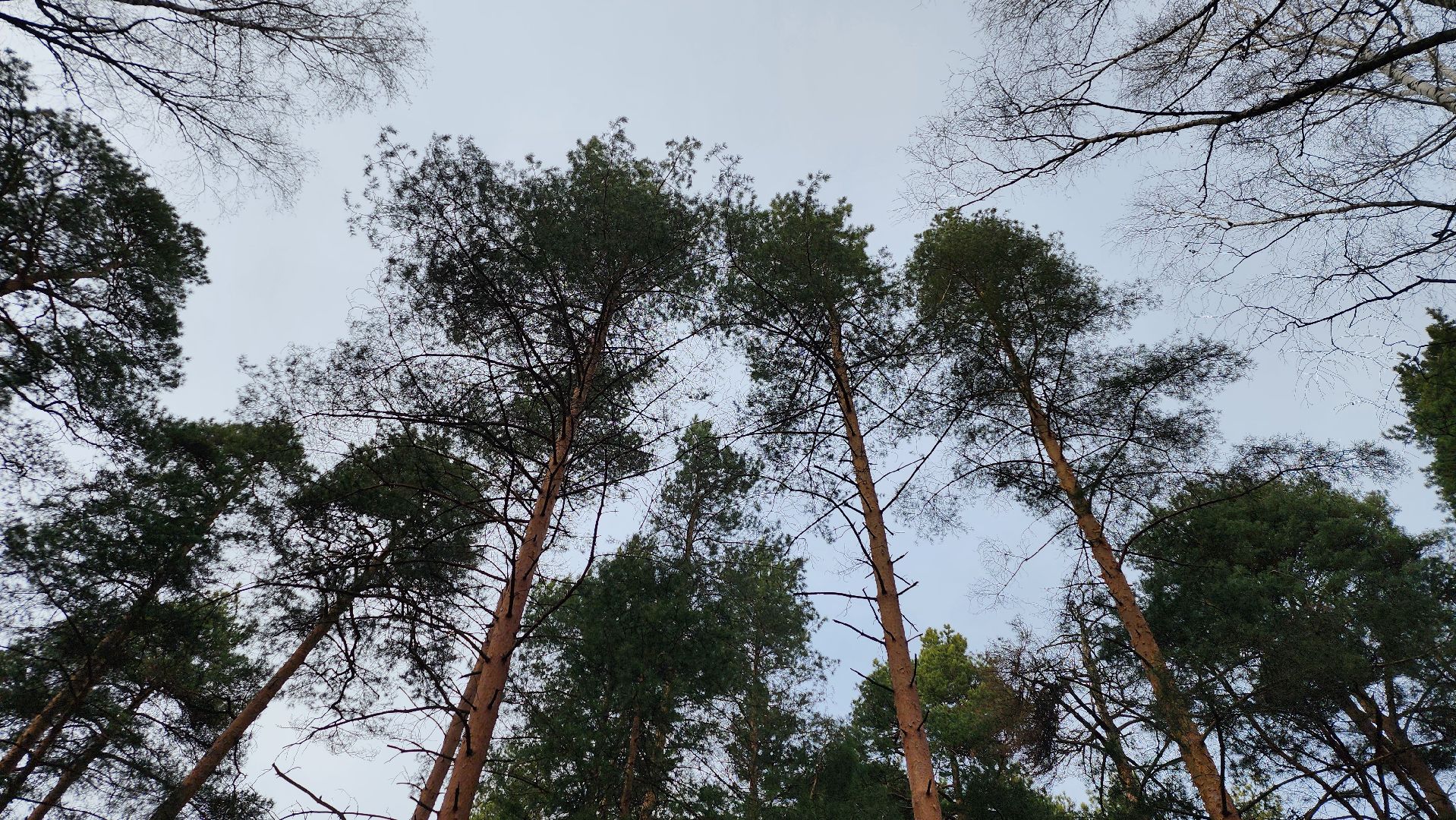 лес, белки, природа, Старая Купавна, Богородский городской округ,