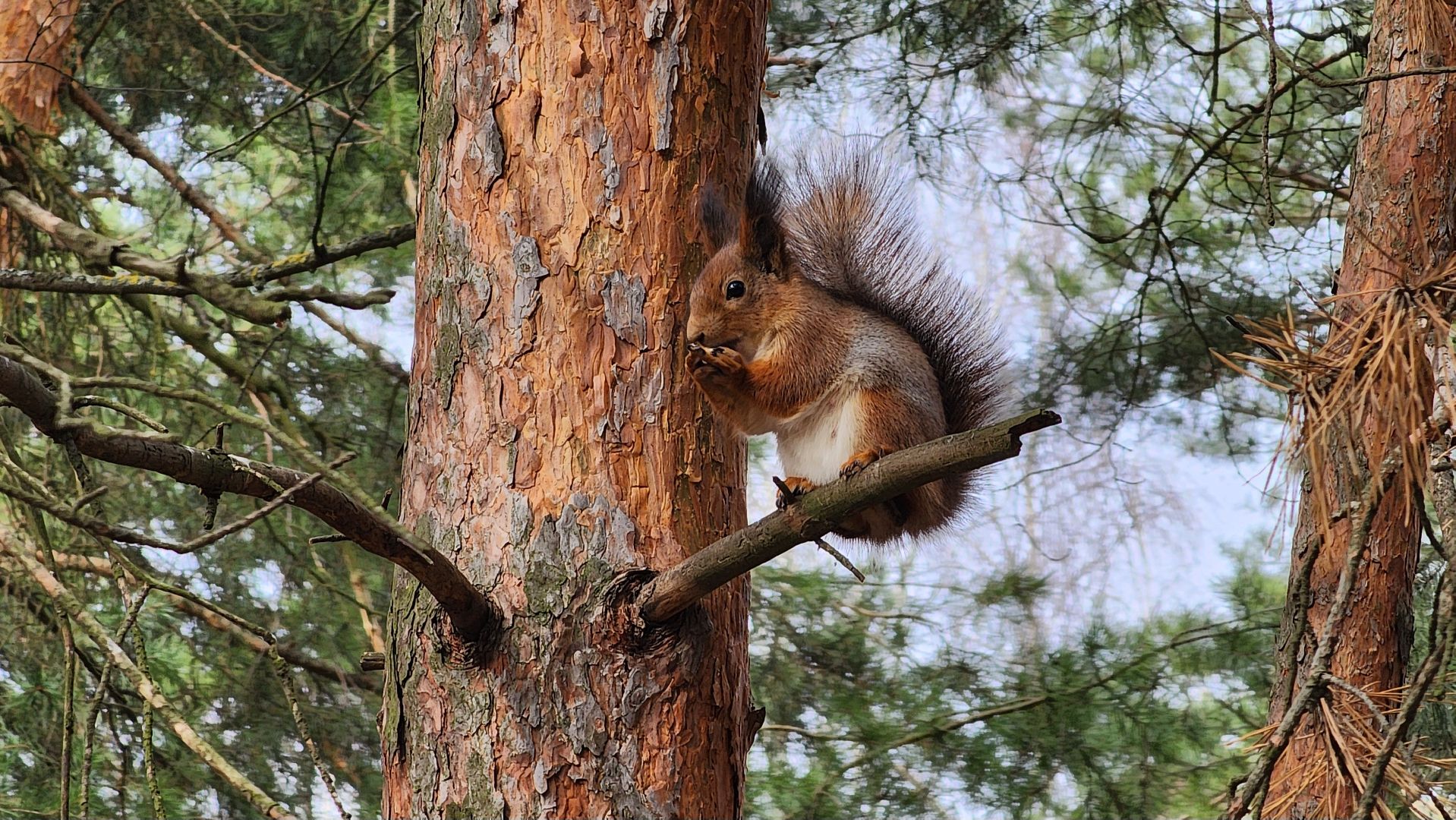 лес, белки, природа, Старая Купавна, Богородский городской округ,
