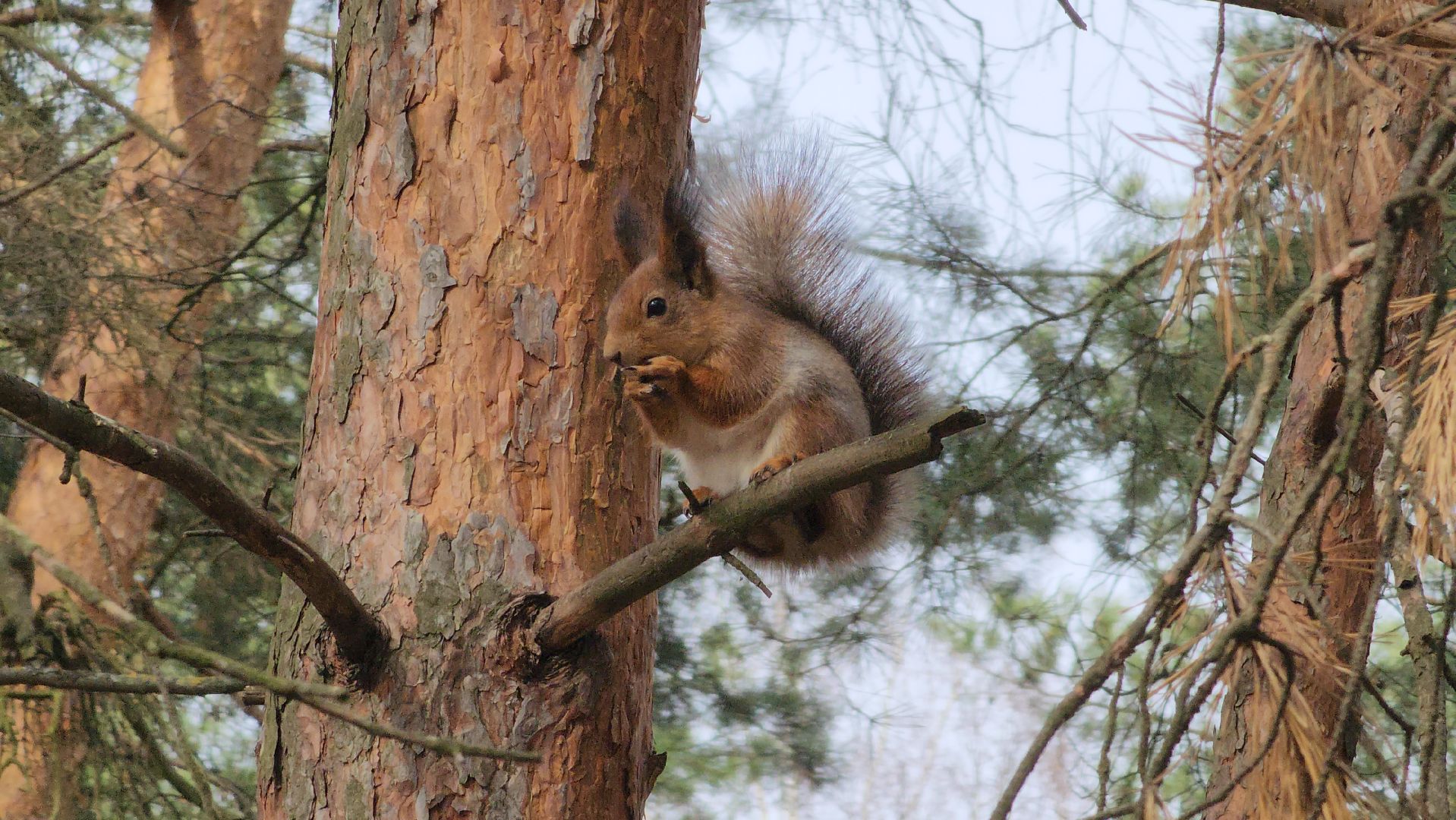 лес, белки, природа, Старая Купавна, Богородский городской округ,