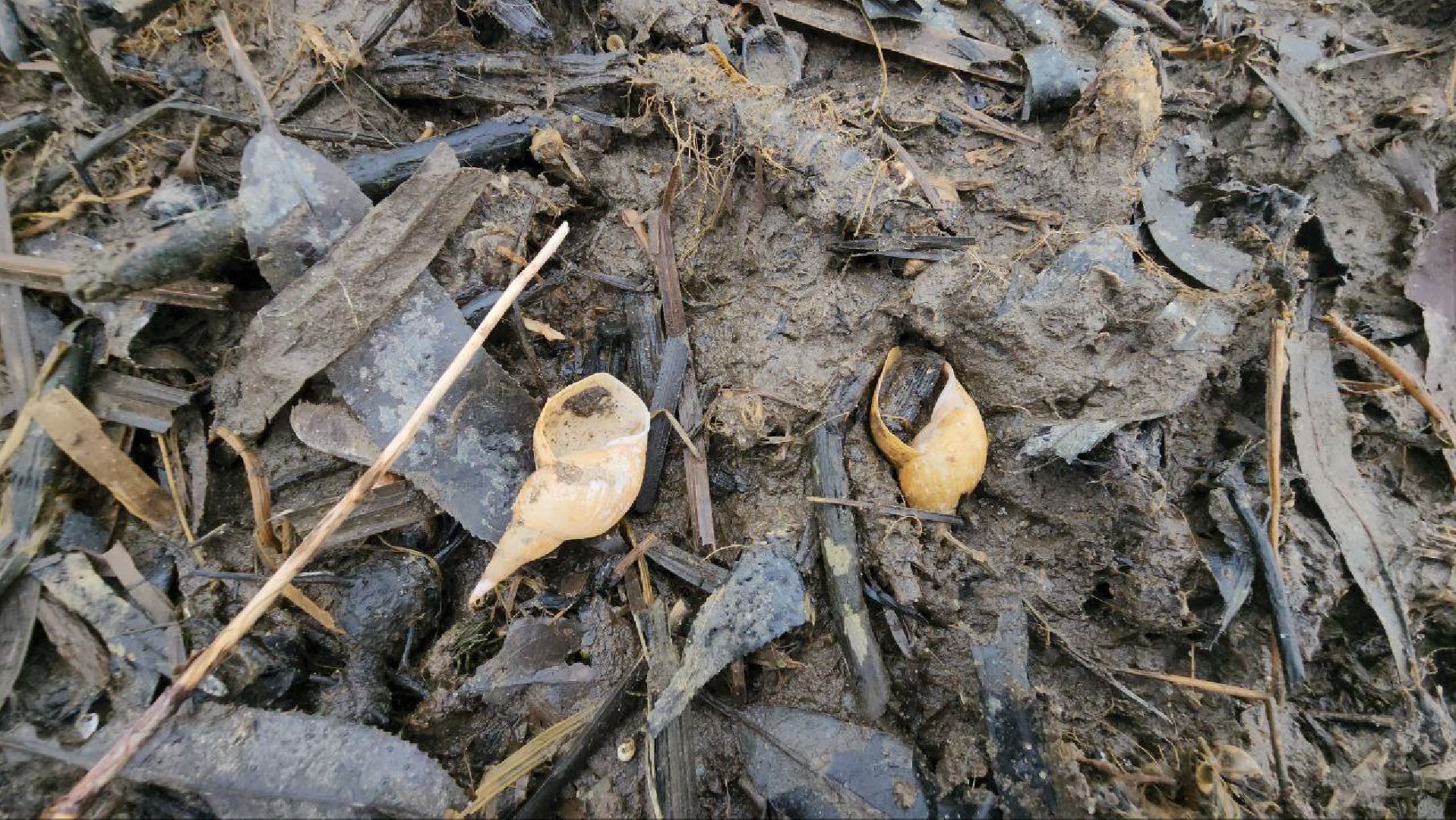 луховицы, озеро исток,