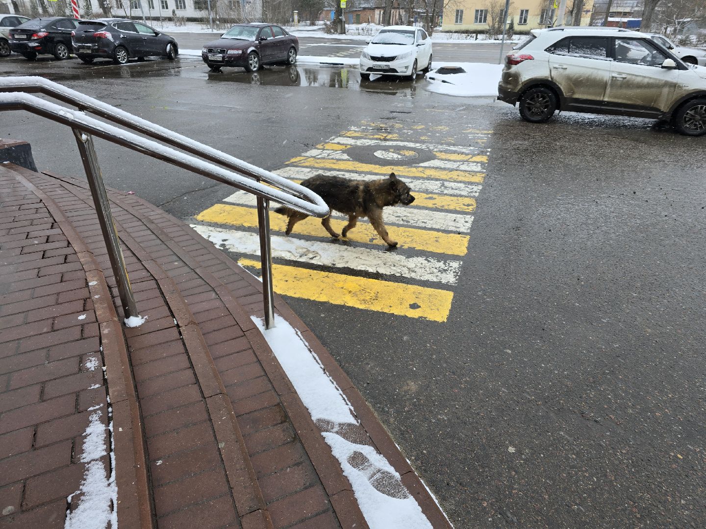 Коломна, выездная администрация, бездомные животные,