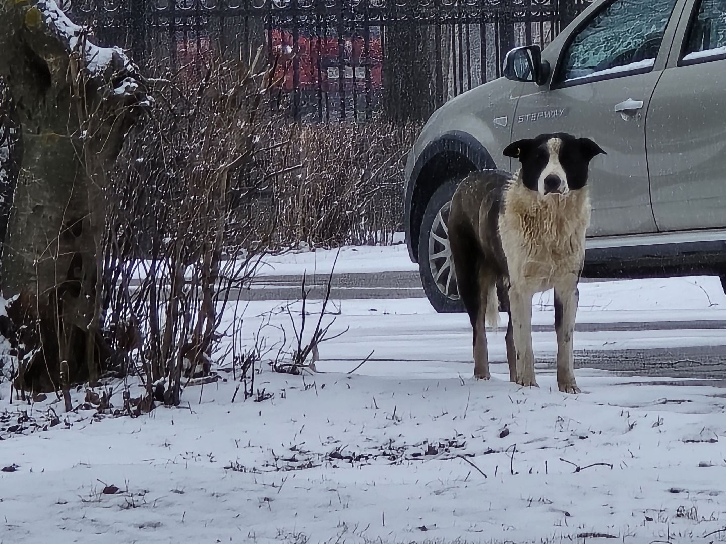 Коломна, выездная администрация, бездомные животные,