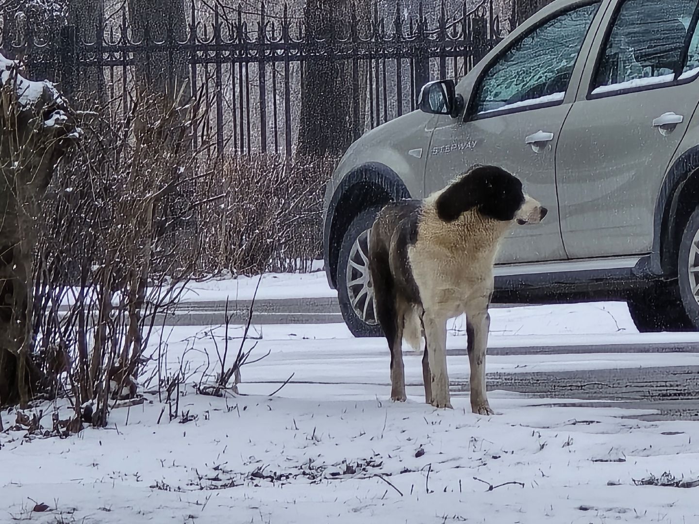Коломна, выездная администрация, бездомные животные,