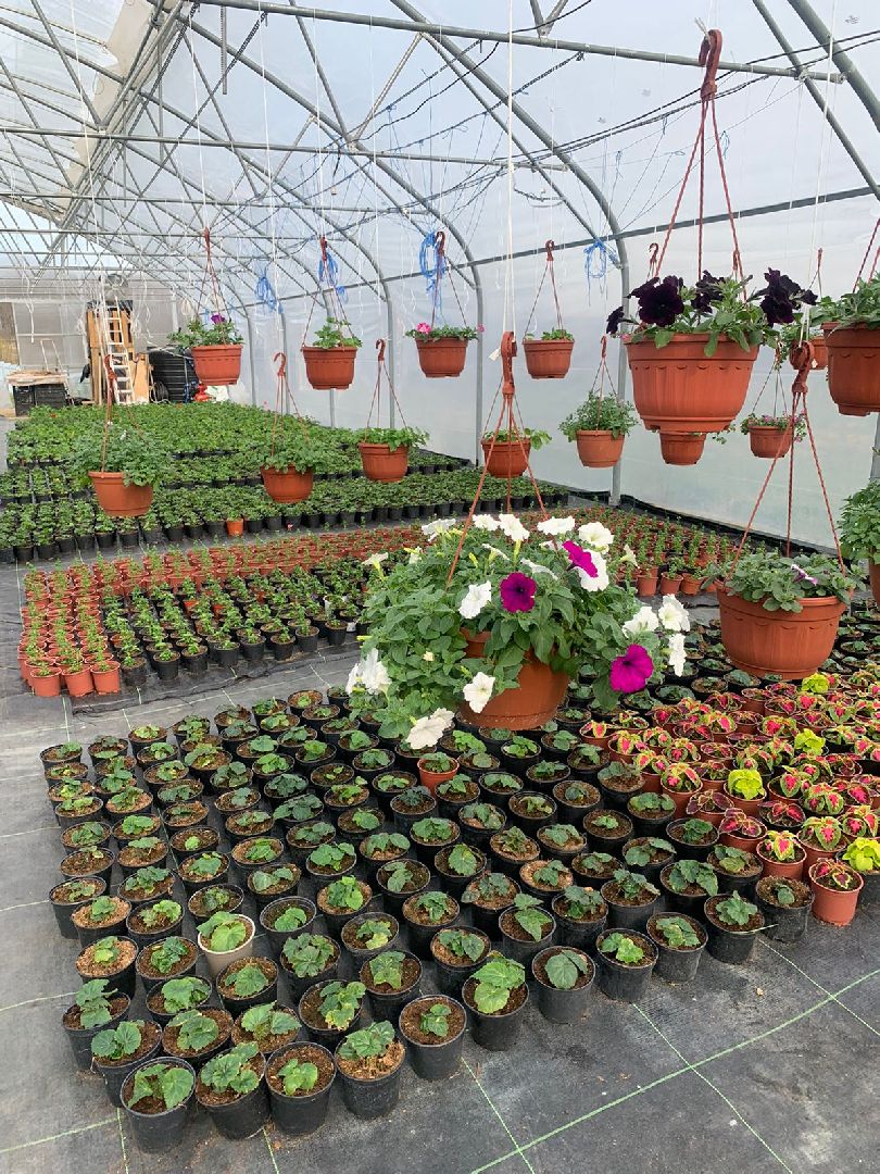 Звенигород, деревня Аксиньино, цветы, бизнес