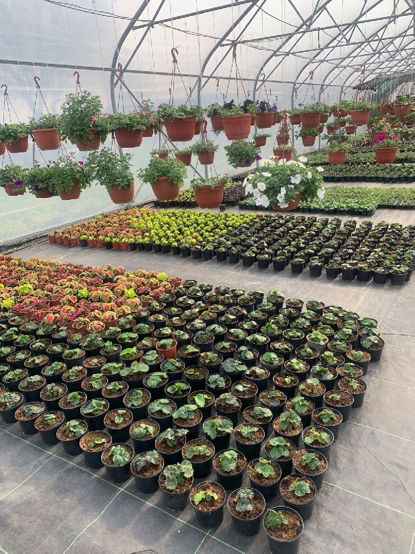 Звенигород, деревня Аксиньино, цветы, бизнес