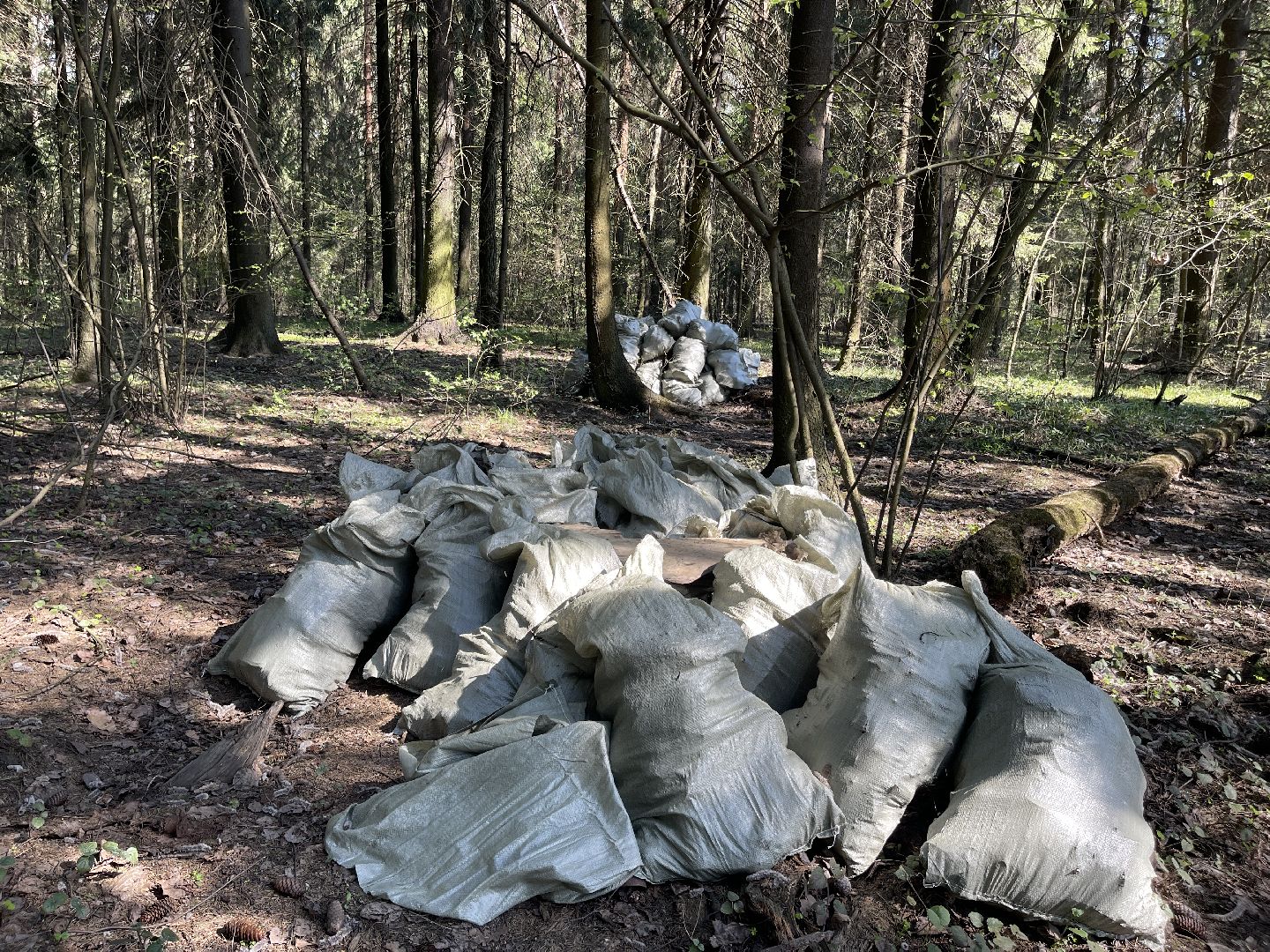 Лес, рейд, мусор, уборка, Юдино, Матвейково, Одинцово, Звенигород, лесничество.