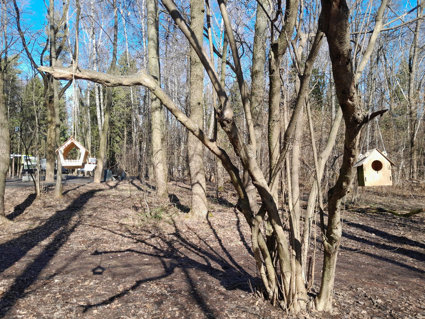 парк, балашиха, семья, прогулки, ольгинский лесопарк,