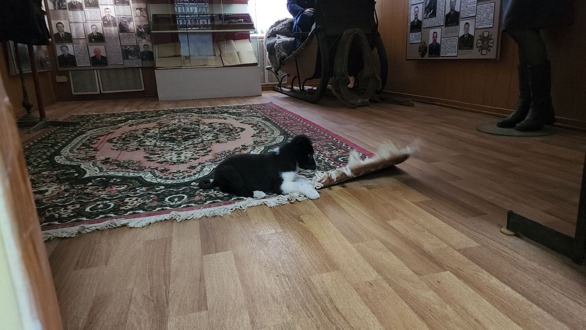 руза, музей милиции, волонтёры, ОМВД, рузский муниципальный округ,