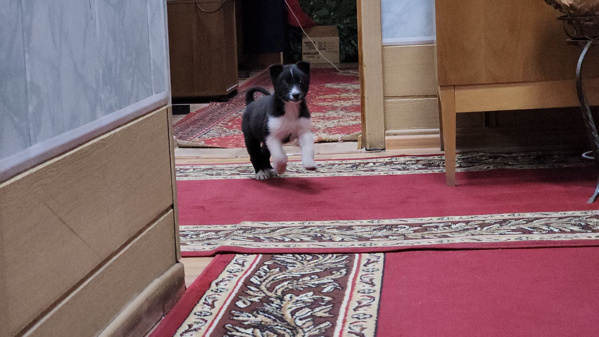 руза, музей милиции, волонтёры, ОМВД, рузский муниципальный округ,