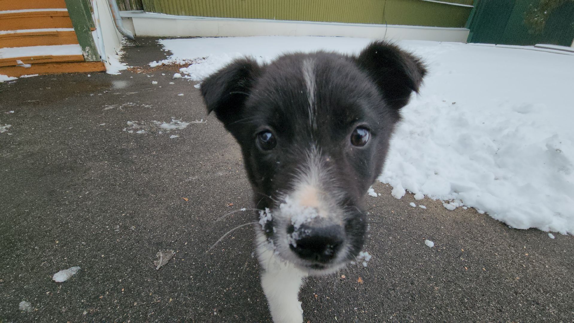 руза, музей милиции, волонтёры, ОМВД, рузский муниципальный округ,