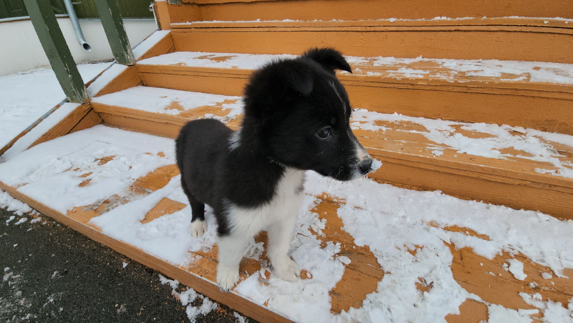 руза, музей милиции, волонтёры, ОМВД, рузский муниципальный округ,