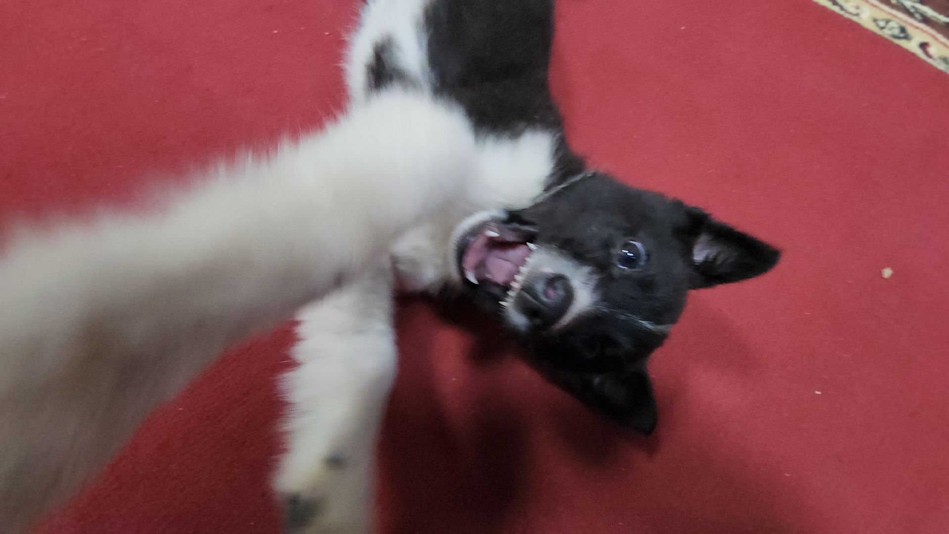 руза, музей милиции, волонтёры, ОМВД, рузский муниципальный округ,