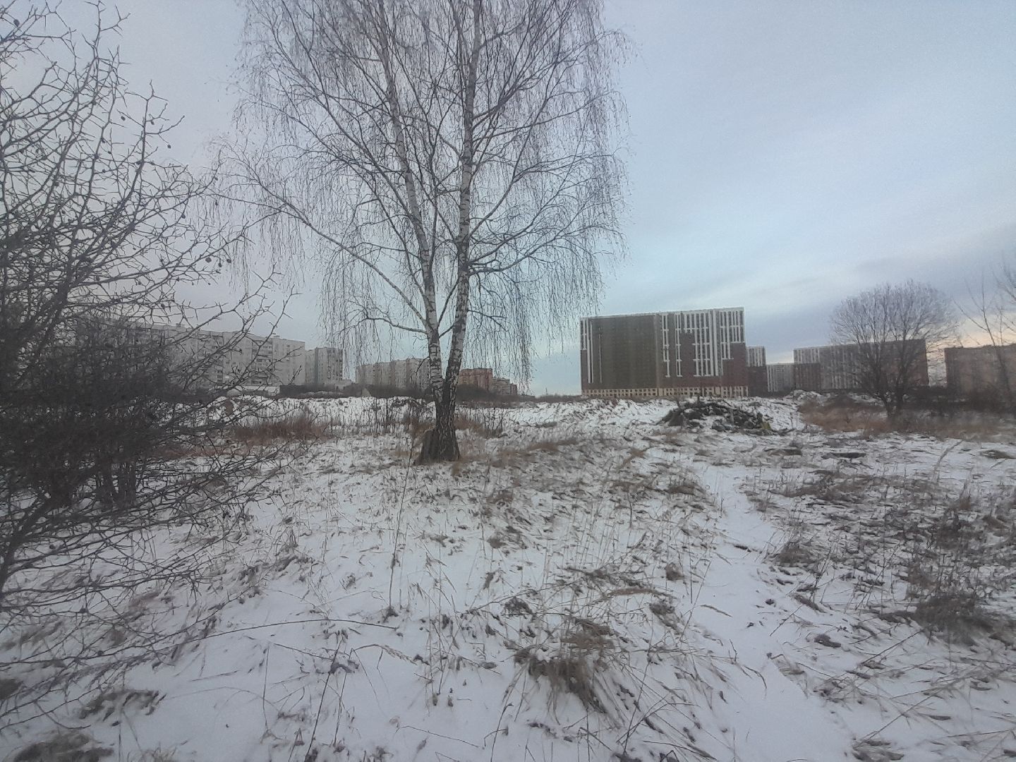 берзовый сок, весна, лес,