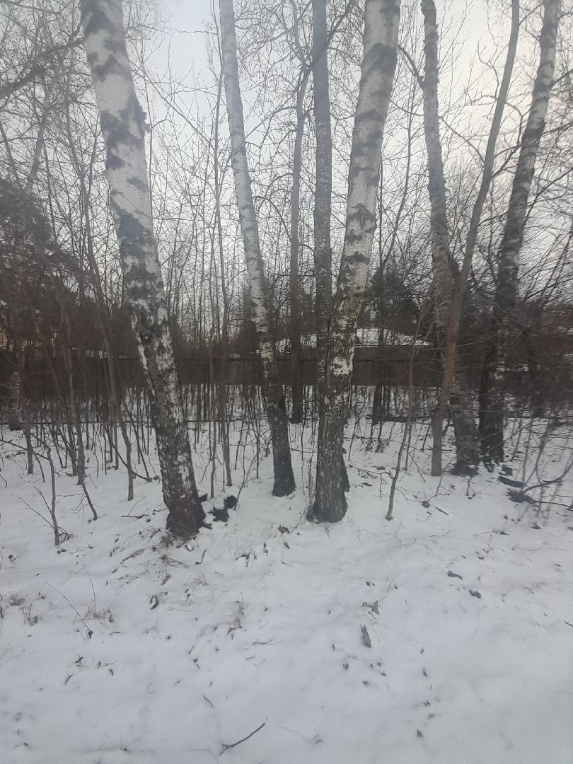 берзовый сок, весна, лес,