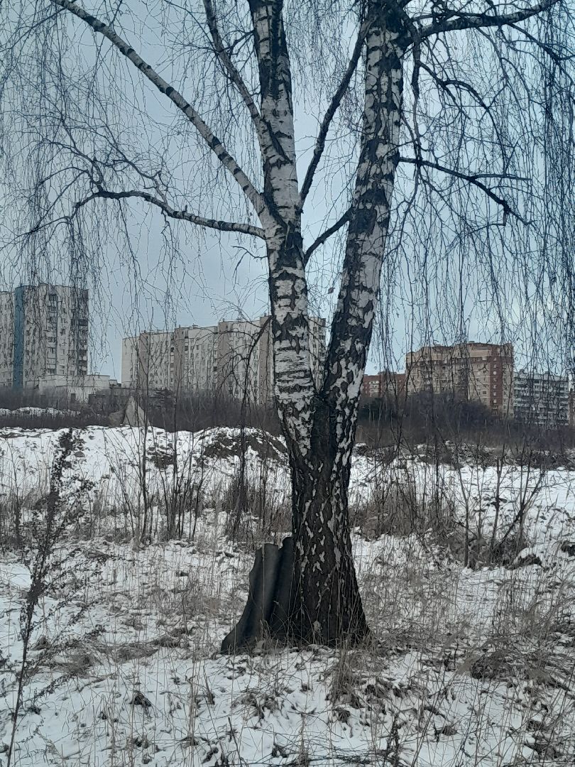 берзовый сок, весна, лес,