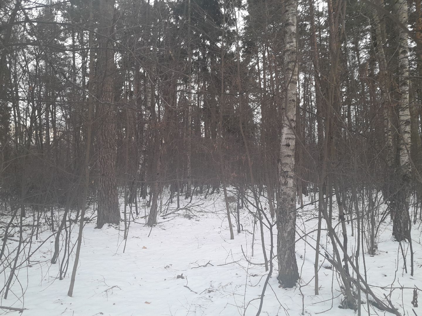 берзовый сок, весна, лес,