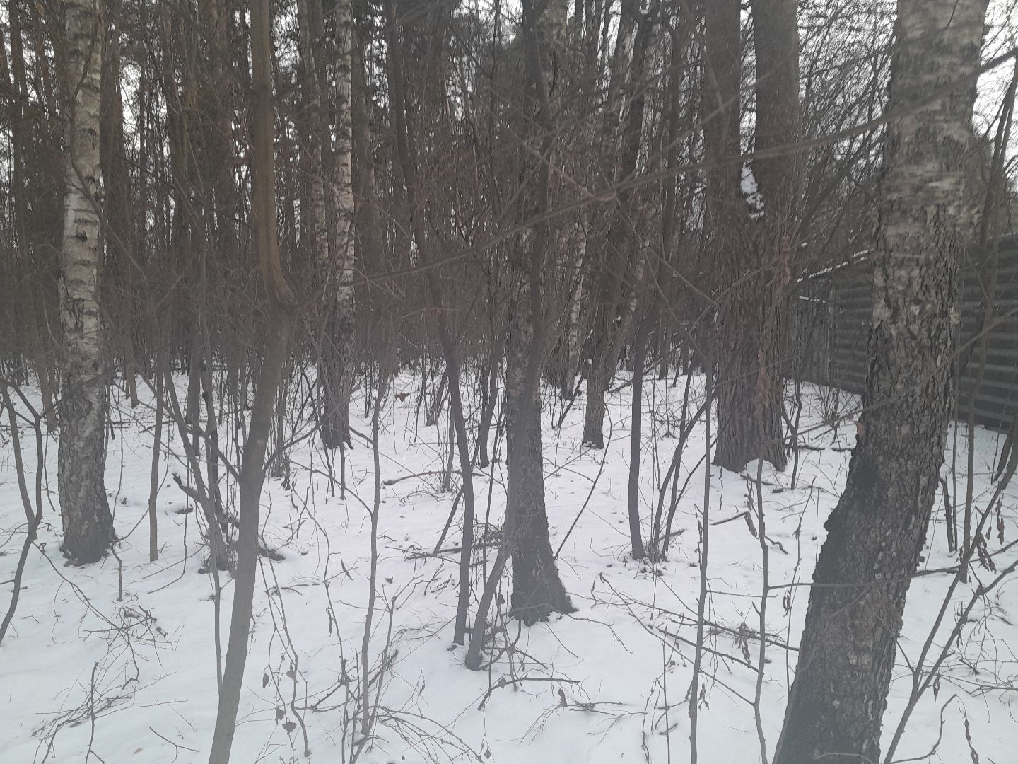 берзовый сок, весна, лес,