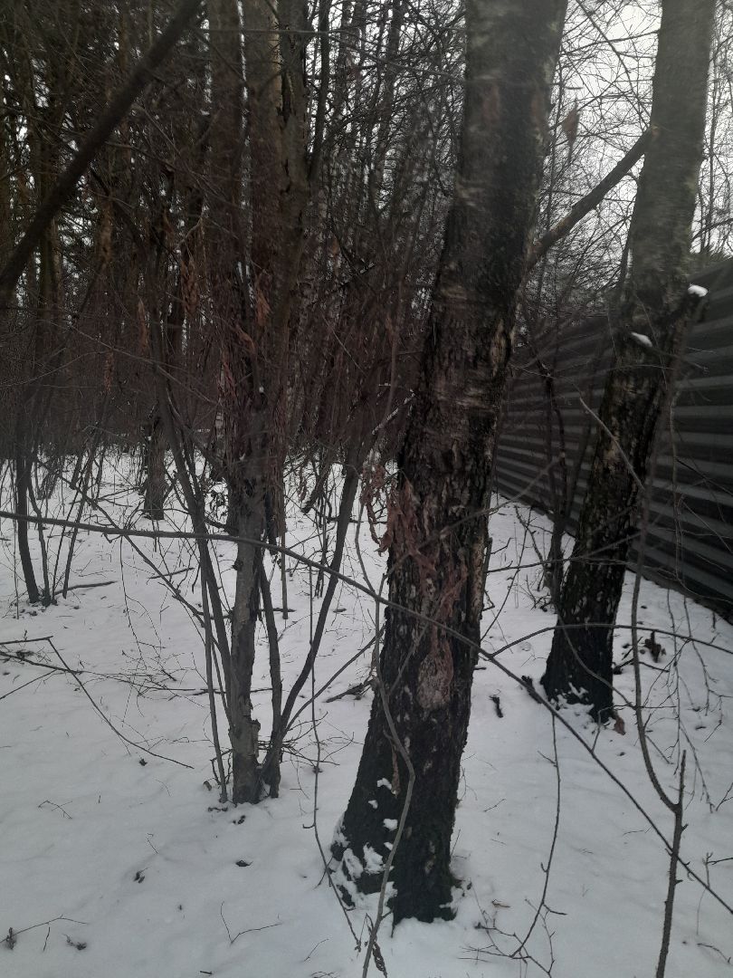 берзовый сок, весна, лес,