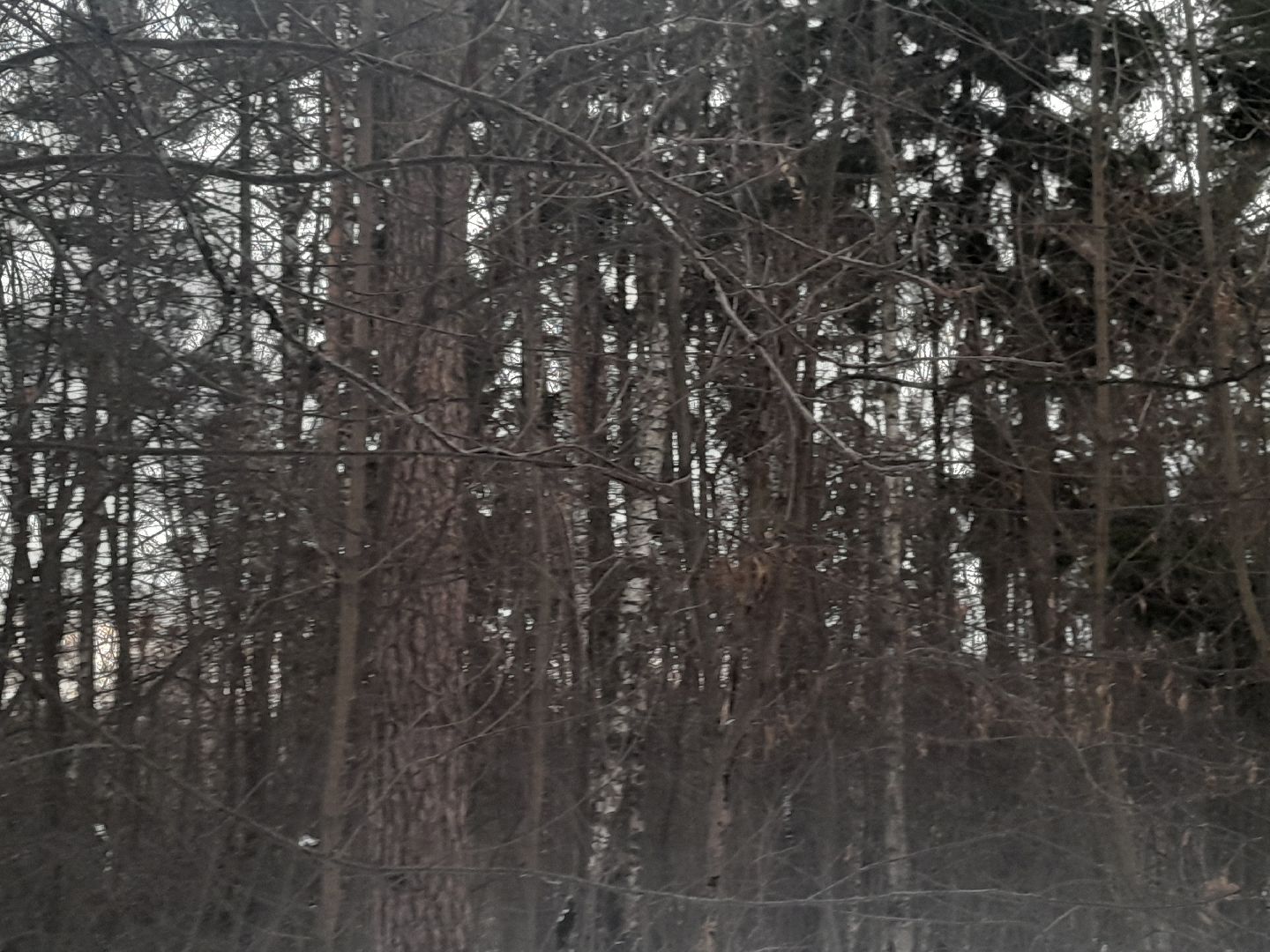 берзовый сок, весна, лес,