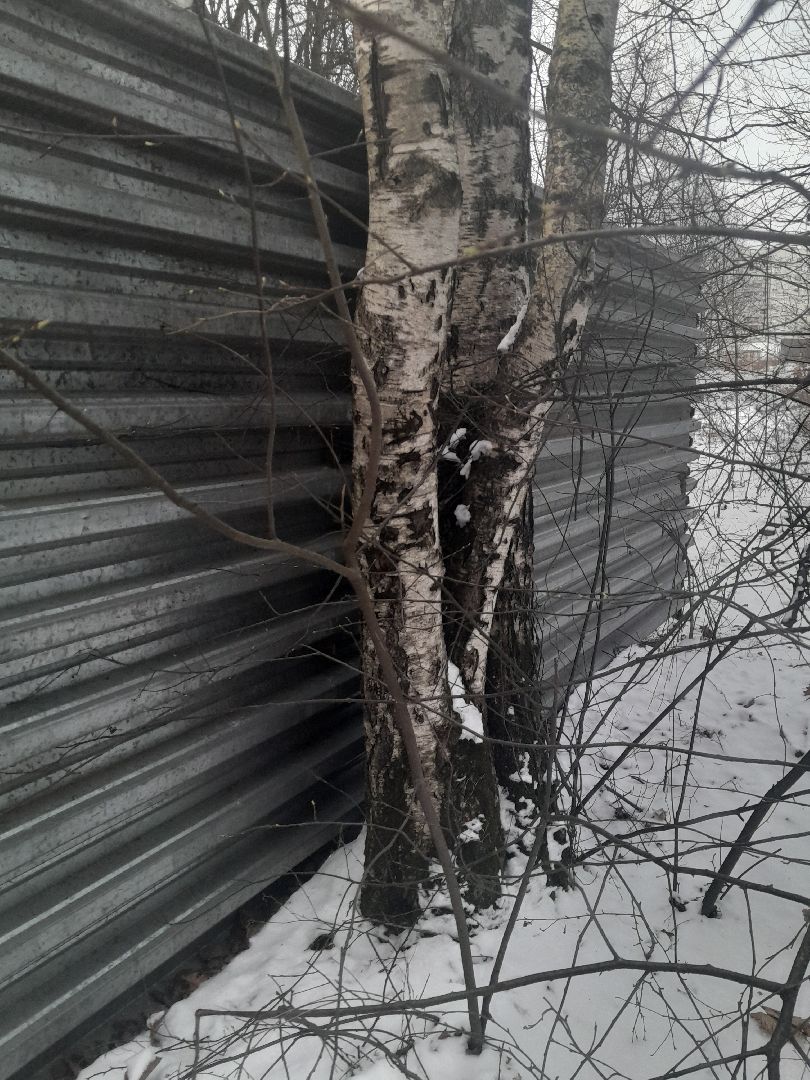 берзовый сок, весна, лес,