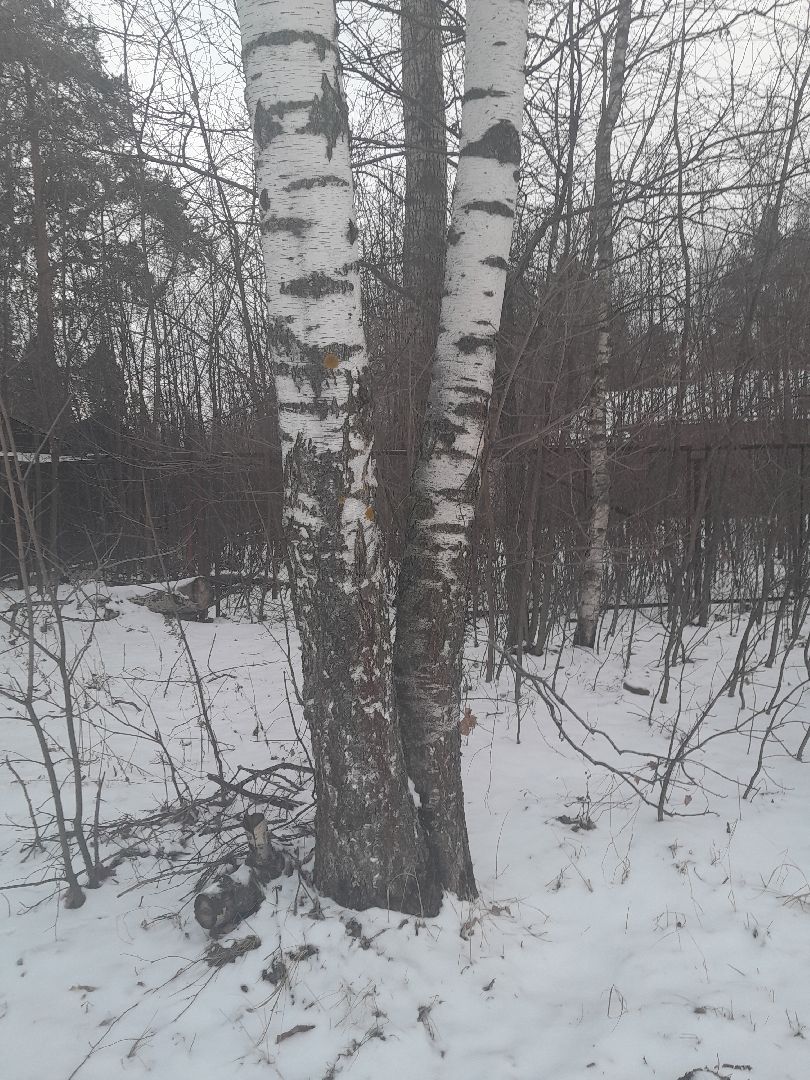 берзовый сок, весна, лес,