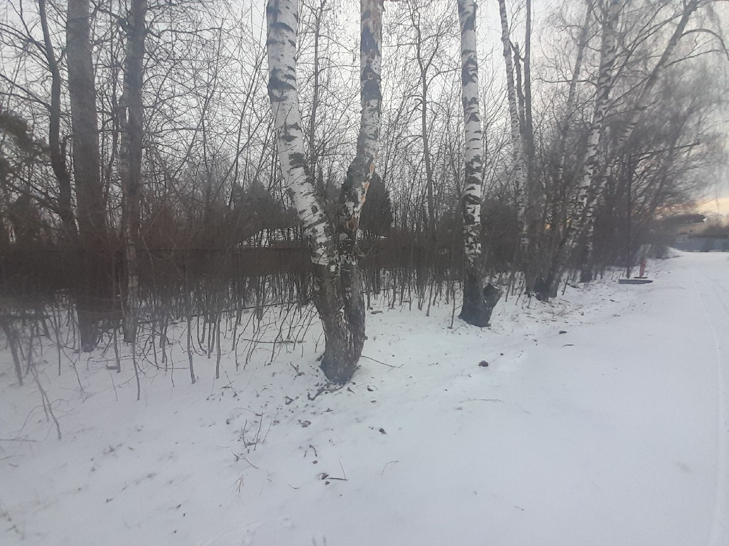 берзовый сок, весна, лес,