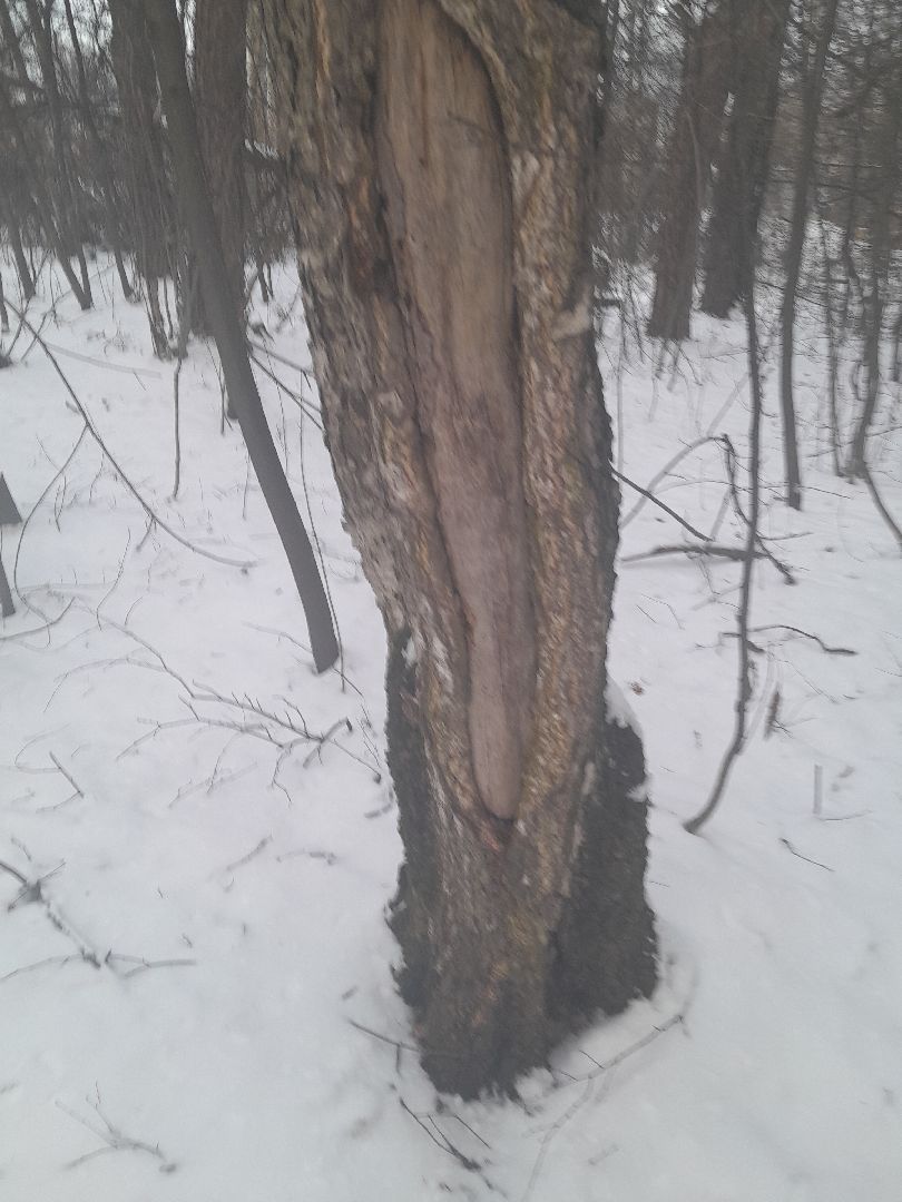 берзовый сок, весна, лес,