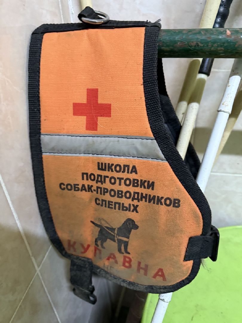 щенки, собаки-проводники, слепые,