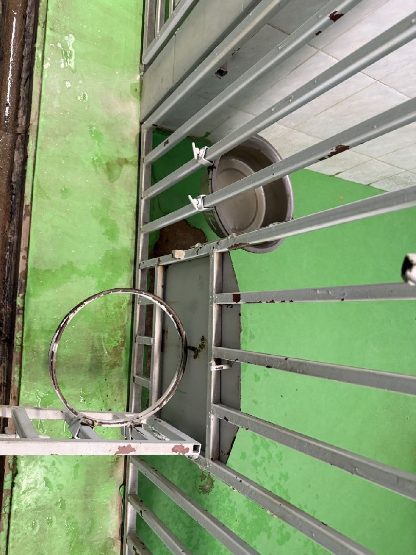 щенки, собаки-проводники, слепые,