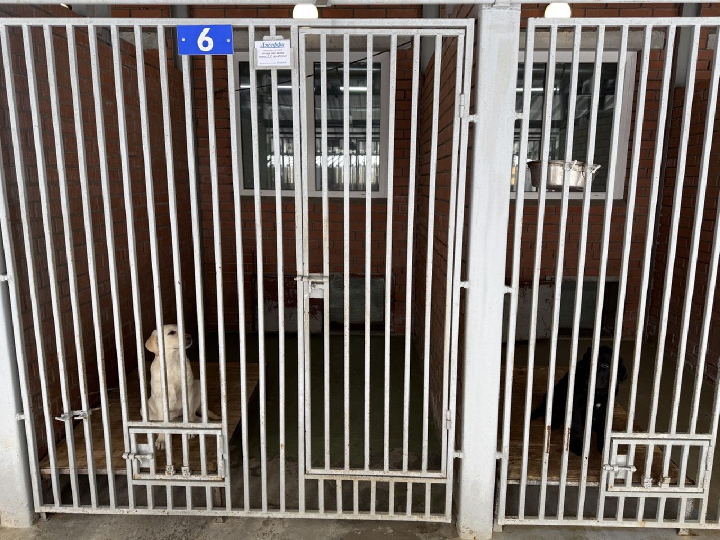 щенки, собаки-проводники, слепые,