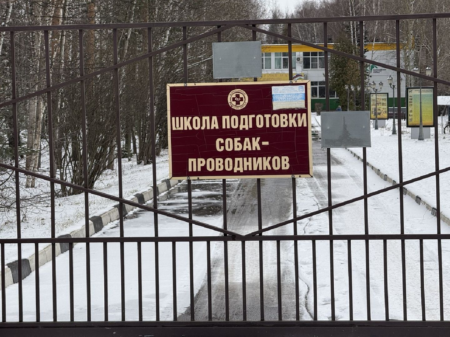 щенки, собаки-проводники, слепые,