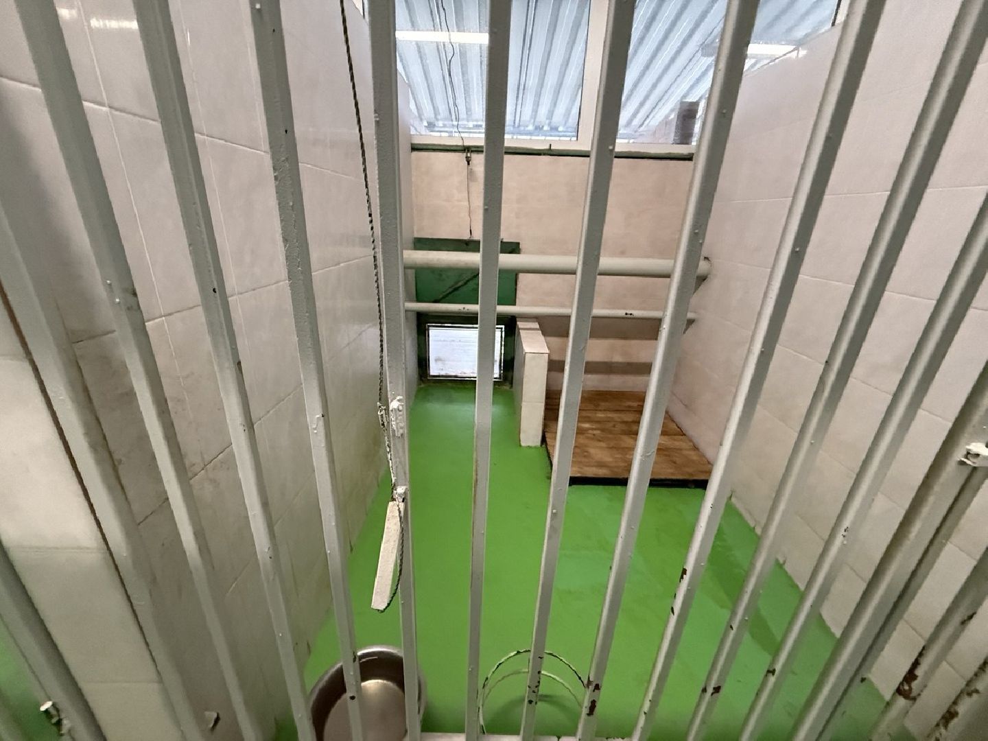 щенки, собаки-проводники, слепые,