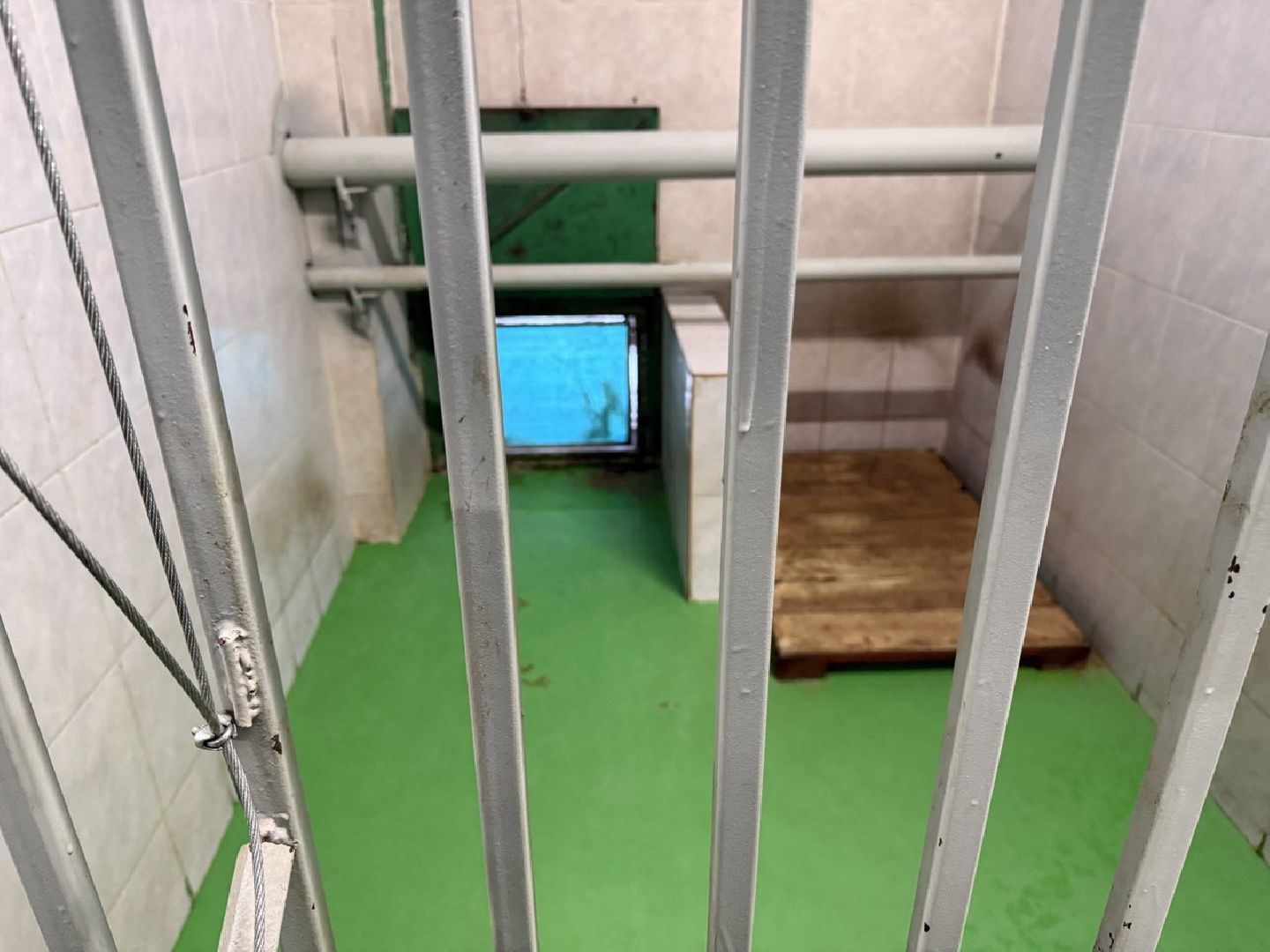 щенки, собаки-проводники, слепые,