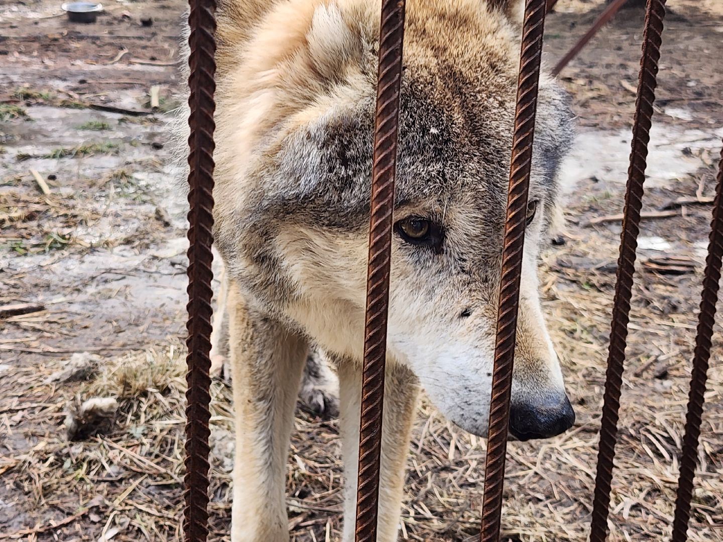 приют, волонтеры, благотворительность,