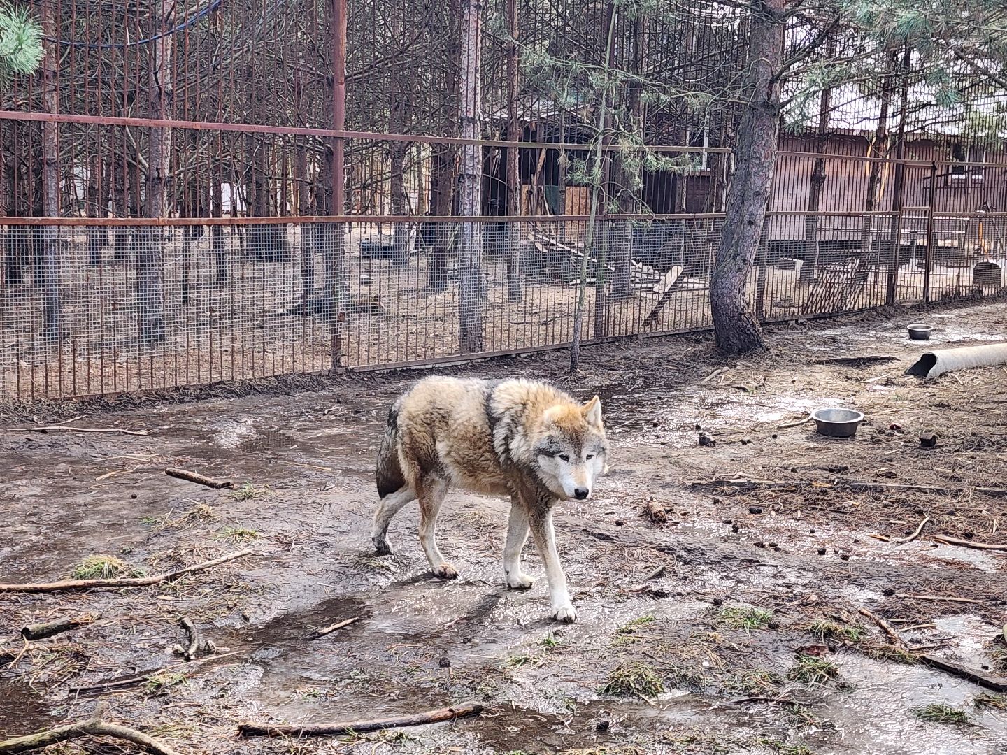 приют, волонтеры, благотворительность,