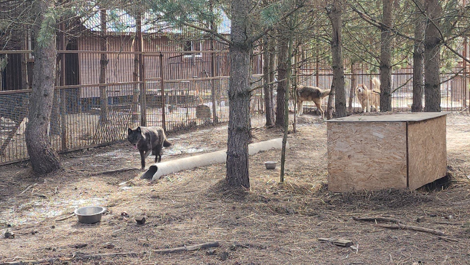 приют, волонтеры, благотворительность,