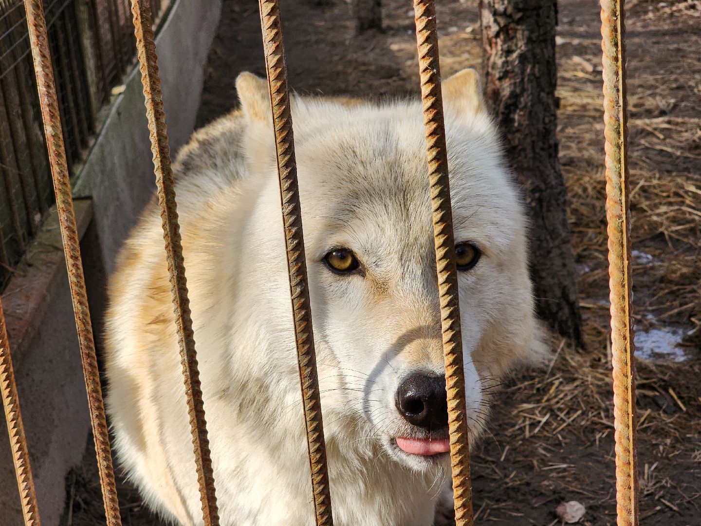 приют, волонтеры, благотворительность,